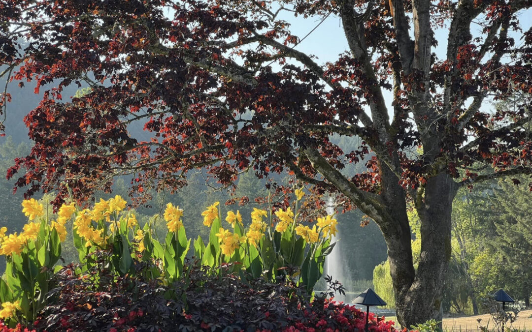 Sacramento Arborists Share Plant Health Care Tips for Upcoming Fall Season