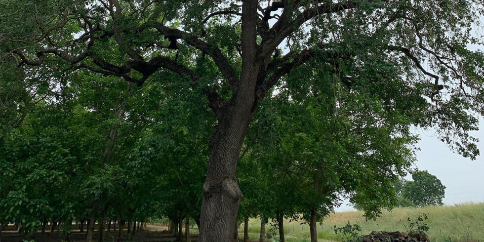 How Should I Trim The Lower Branches Of My Young Trees how-should-i-trim-the-lower-branches-of-my-young-trees