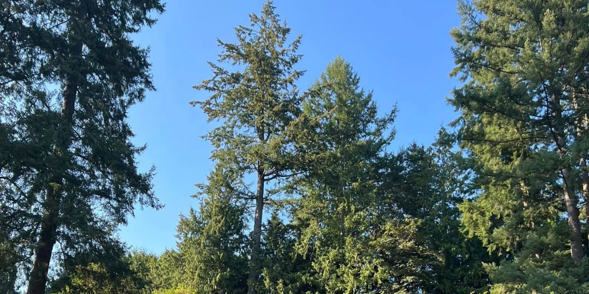 Trees Hit By Lightning Can LightningDamaged Trees Recover?